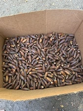 5 Lbs Fresh White Oak Acorns, 2025 Harvest
