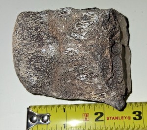 Mosasaur Vertebrae Fossil Bone Aquatic Dinosaur /Marine Reptile from TX NSR Ozan