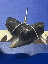SHARK TOOTH PENDANT Fossilized 1 & 1/8 Inch TIGER Shark Tooth 
