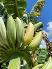 Variegated Banana Plant Potted Musa Green Yellow Houseplant Fruit Tree — photo 3