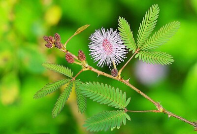 60 Graines De Sensitive - Se Replie Quand On L'effleure - Semences Paysannes Reproductibles - SemiSauvage – Acheter Aux Petits Prix Dans La Boutique - Foto 9