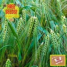 Fresh Barley Plant Seeds | Common | Hulless | Heirloom Non-GMO | Grains