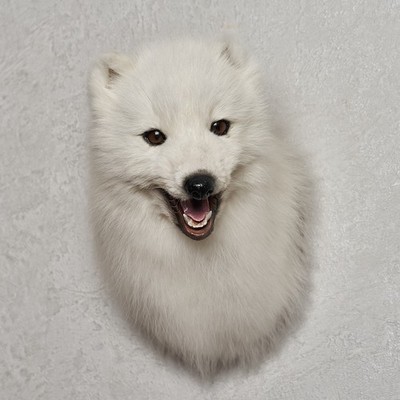 Arctic Fox Taxidermy Head Shoulder Mount - White Fox, Snow Fox Mounted, Stuffed