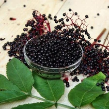 1 NOVA Live Elderberry Rooted Plant - Healthy Edible Shrub - Zones 4-8