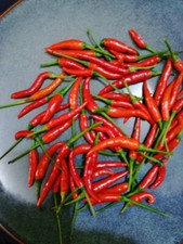 PILI PILI très fort 20 graines de piment oiseau BIO du Congo RDC