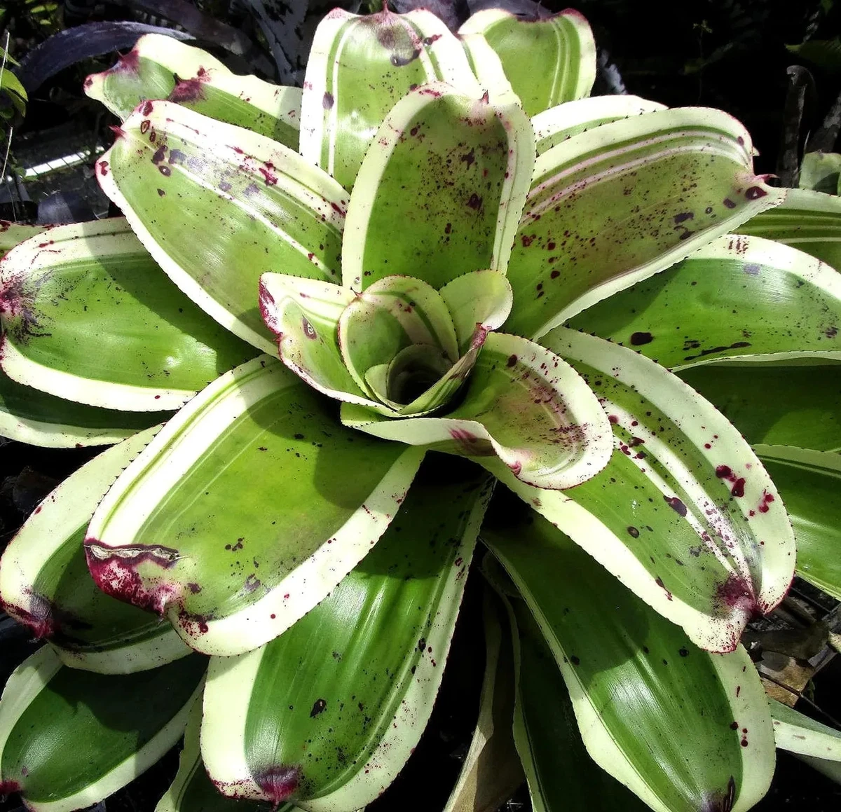 【希少】Neoregelia Sunshine Smile 子株付き Bromeliad Neoregelia Cactis&Succulents for sale | eBay