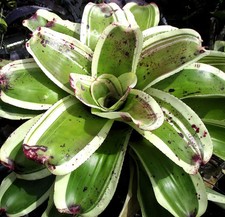 BUY 4 SAVE 20% BROMELIAD Neoregelia PITTORE Offset - Skotak Hybrid - 1st Sold!!