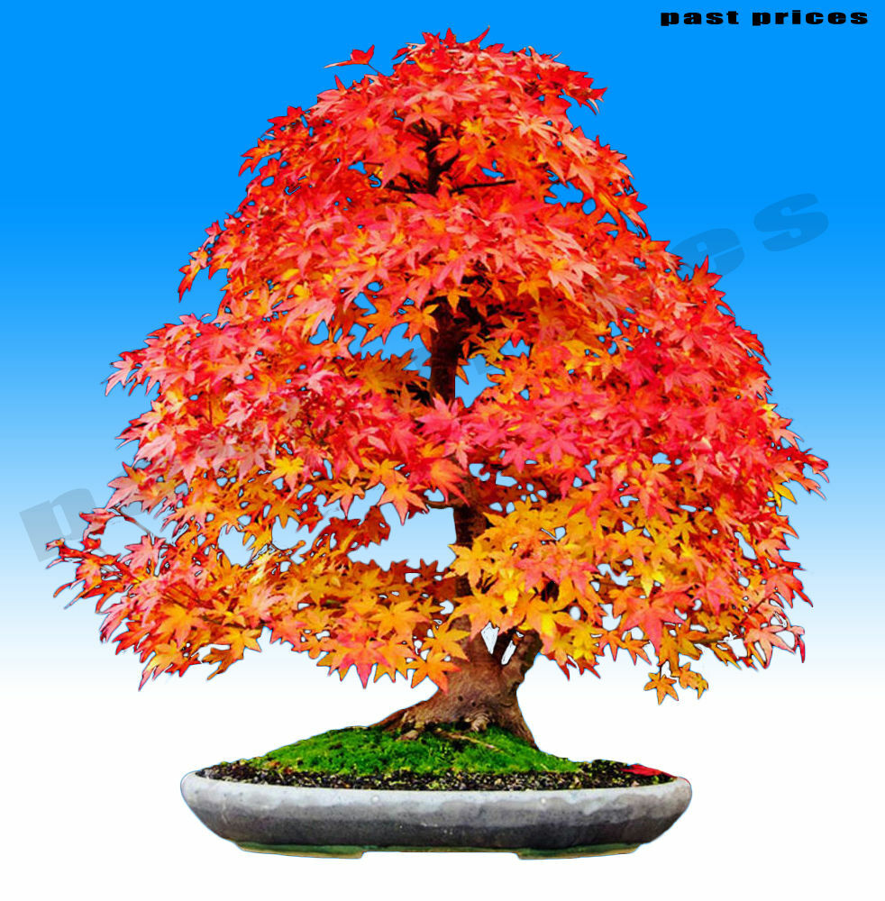Canadian Maple Bonsai Tree