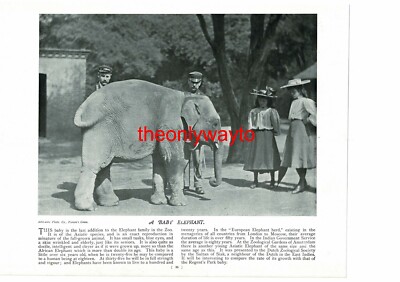 Elefantenbaby (indische Arbeitselefanten, Rückseite), Buchillustration, um 1895
