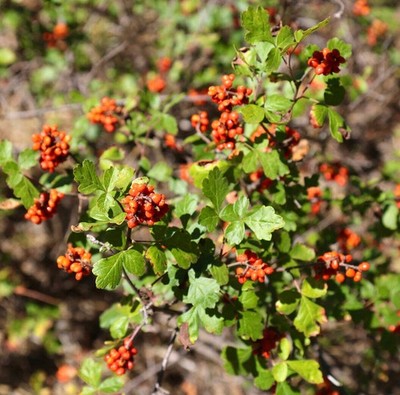 Rhus aromatica 20-40cm | Fragrant sumac | Aromatic sumac - Fragrant sumac | Arom