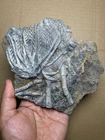 584g beautiful Natural crinoid collection Landscape stone