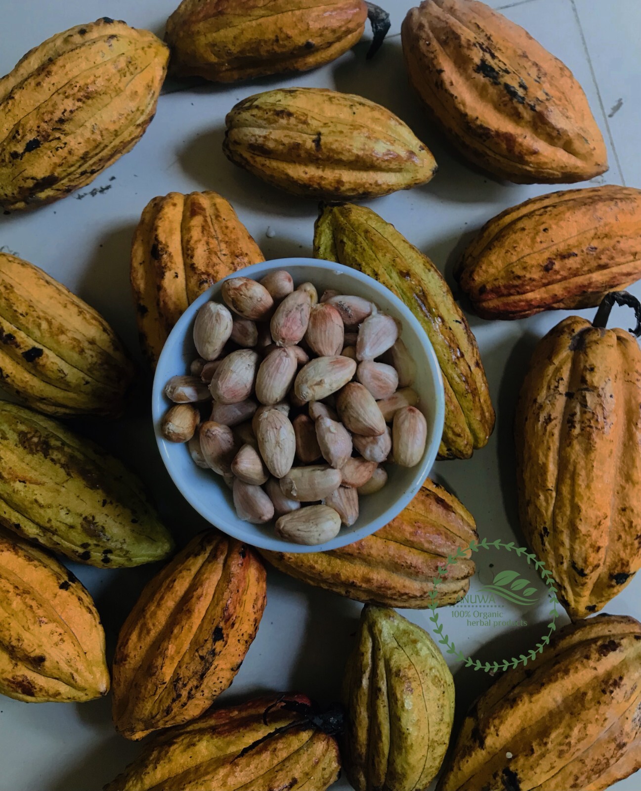 Semillas de árbol de chocolate - Theobroma Cacao - CRIOLLO Cacao - Semillas de jardín vaina amarilla