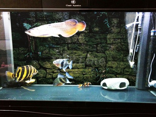 PVC Fish Tank Aquarium Background Poster Moss Wall HD Decorations Landscape - Picture 4 of 27