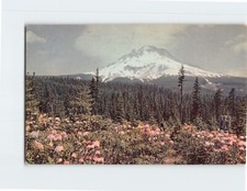 Postcard Rhododendrons & Mt. Hood Oregon USA