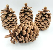 Lot of 4 Beautiful & Clean Pinecone 6" For Decor Everyday Holiday Christmas