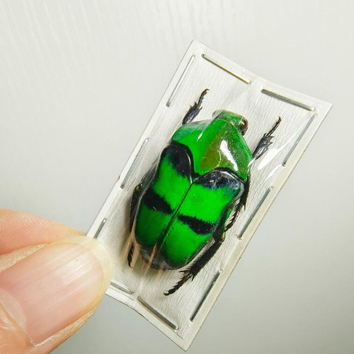 REAL Double-limbed Flower Beetle 2.5cm+ Taeniodera Science Education Specimen