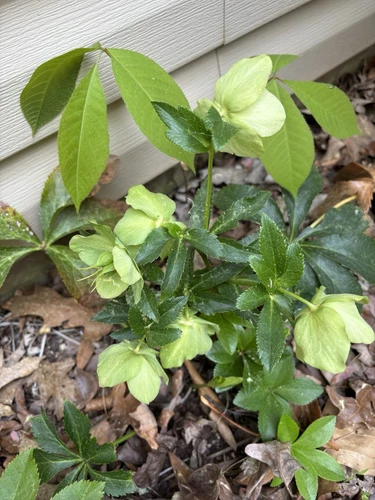 1 Starter plant Lenten Rose,Helleborus - Live Plant  Freshly Dug