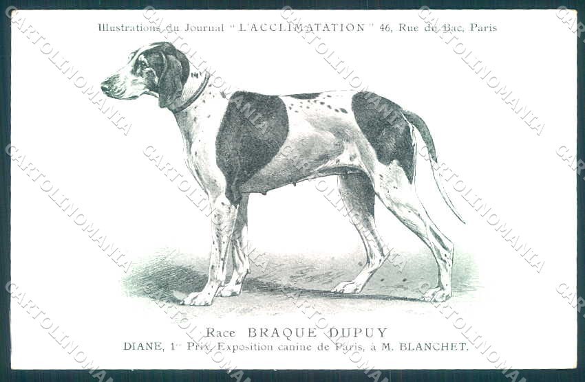 Animali Cane Cane Braque Dupuy Pointer cartolina VK9535