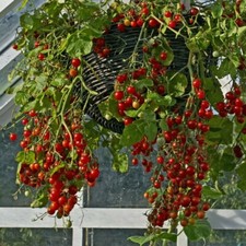 Tomato seeds Tumbling Tom - organic. Fast dispatch. Hanging Basket Tomato
