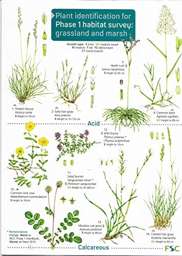 Hilary Wallace  Plant Identification for Phase 1 Habitat Survey: Gra (Tascabile)