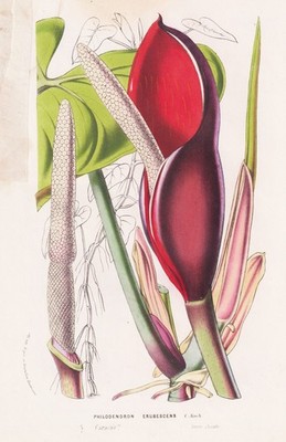 Philodendron Erubescens Caracas Colombia Botany Lithograph Houtte 1861