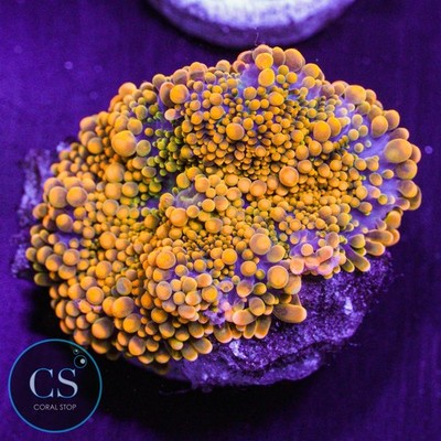 CS Large King Kong Yuma Mushroom - WYSIWYG Live Coral