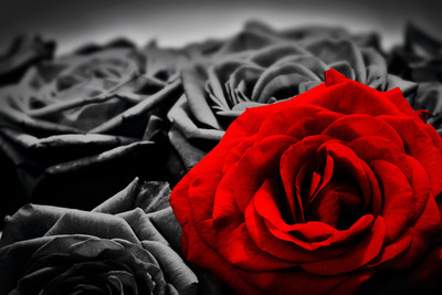 Romantic Red Rose Against Black And White Roses Art Poster 18x12