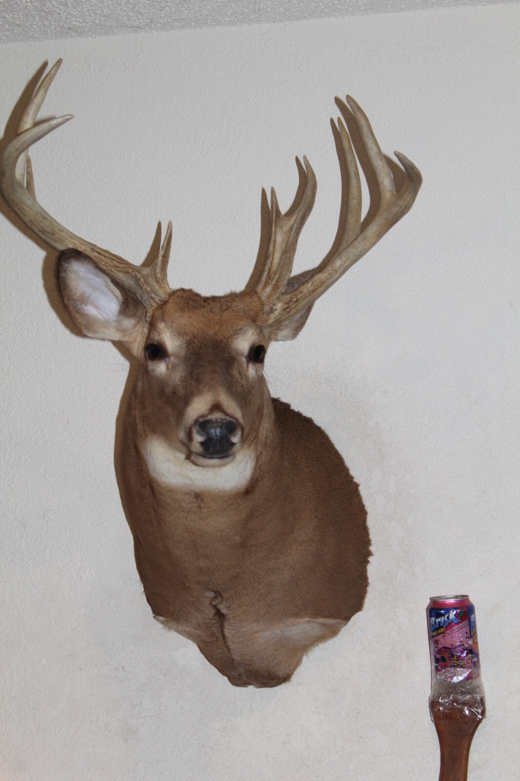 Whitetail Deer Head Shoulder Mount Taxidermy Cape Shed Antler Hunt Mule Rack