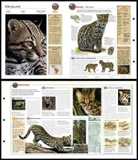 Ocelot #221 Mammals - Wildlife Explorer Fold-Out Card