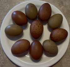 12-Chicken Hatching Eggs Assorted Mixed Colors Brown and Green