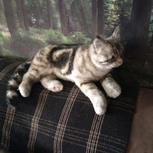 Cuddle Clone Tina realistische Katze Plüsch Kätzchen
