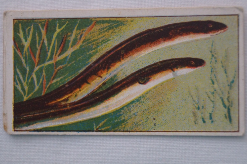 Fish of Australasia Vintage 1912 Pre WWI Wills Vice Regal Card Common Eel - Picture 1 of 4