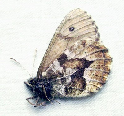 Oeneis urda banghaasi, Male, A1 (Russia: E. Sayan)