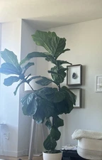 Beautiful, Live Fiddle Leaf Fig Tree With Self-Watering Pot & Decorative Moss
