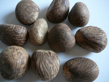 Tagua Nut 10 Nut's Medium Whole Carving Dried 1" to 1 1/2" Uncut