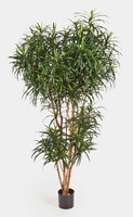 Artplants KüNstliche Dracaena Reflexa Anita, 1740 BläTter, GrüN, 180Cm