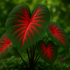 2 Heart's A'Fire Caladium Bulbs for Planting - Beautiful Spotted Leafs Stand Out