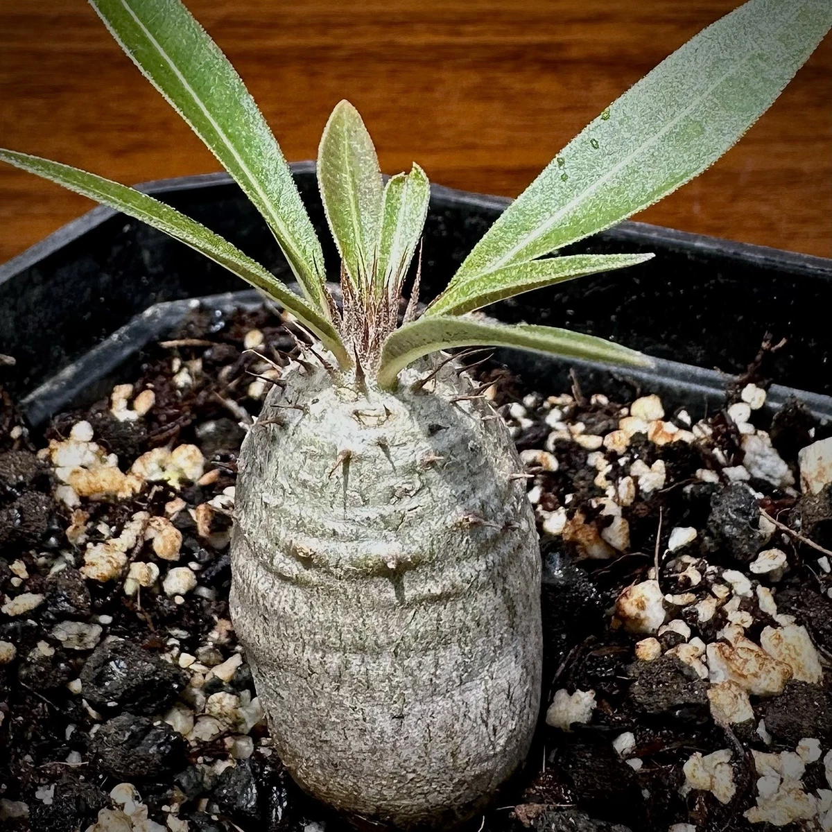 Caudex Cactis&Succulents for sale | eBay