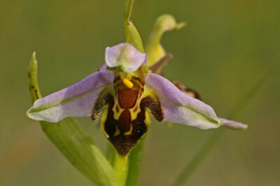 Foto 6x4 Bienenorchidee (Ophrys apifera) Lower Kingswood siehe [[1347514]].  T c2009