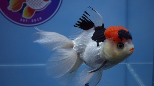 Goldfish Tricolor Rosetail Oranda Male - Picture 9 of 9