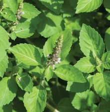 Holy Basil Seeds 200+ Green Leaf Herb Ocimum Sanctum Medicinal USA FREE S&H