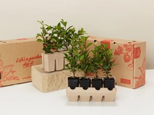 Buy Syzygium Resilience Lilly Pilly In Hedging Packs  - 5-100 Plants