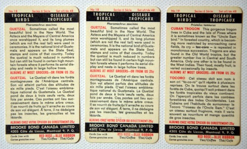 TROPICAL BIRDS Cards Series 6 - Red Top Line Var., 1964 Brooke Bond (U-Pick) - Picture 13 of 39
