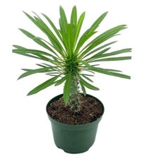 Madagascar Palm Pachypodium Geayi, 6 inch