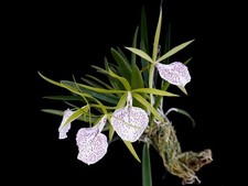 Rare Brassocattleya Nakornpathom Silver orchid plant, not in bloom