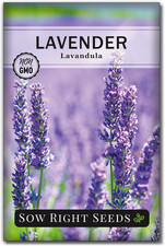 - English Lavender Seeds for Planting - Non-Gmo Heirloom Packet with Instruction