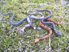 Schlange Schlangen mini sehr klein 12 cm Kunststoff braun grau grün schwarz