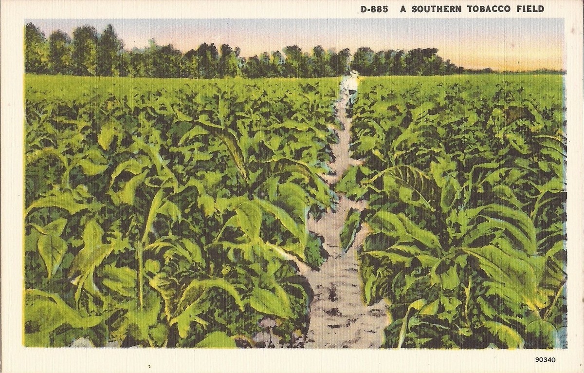 AGRICULTURE: Southern Tobacco Fields