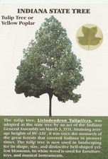 Indiana State Tree Tulip Tree or Yellow Poplar Continental Postcard Unposted