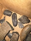 Peace River Fossils — photo 4